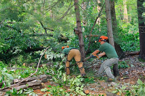 How Our Tree Care Process Works  in  Oak Ridge, TN